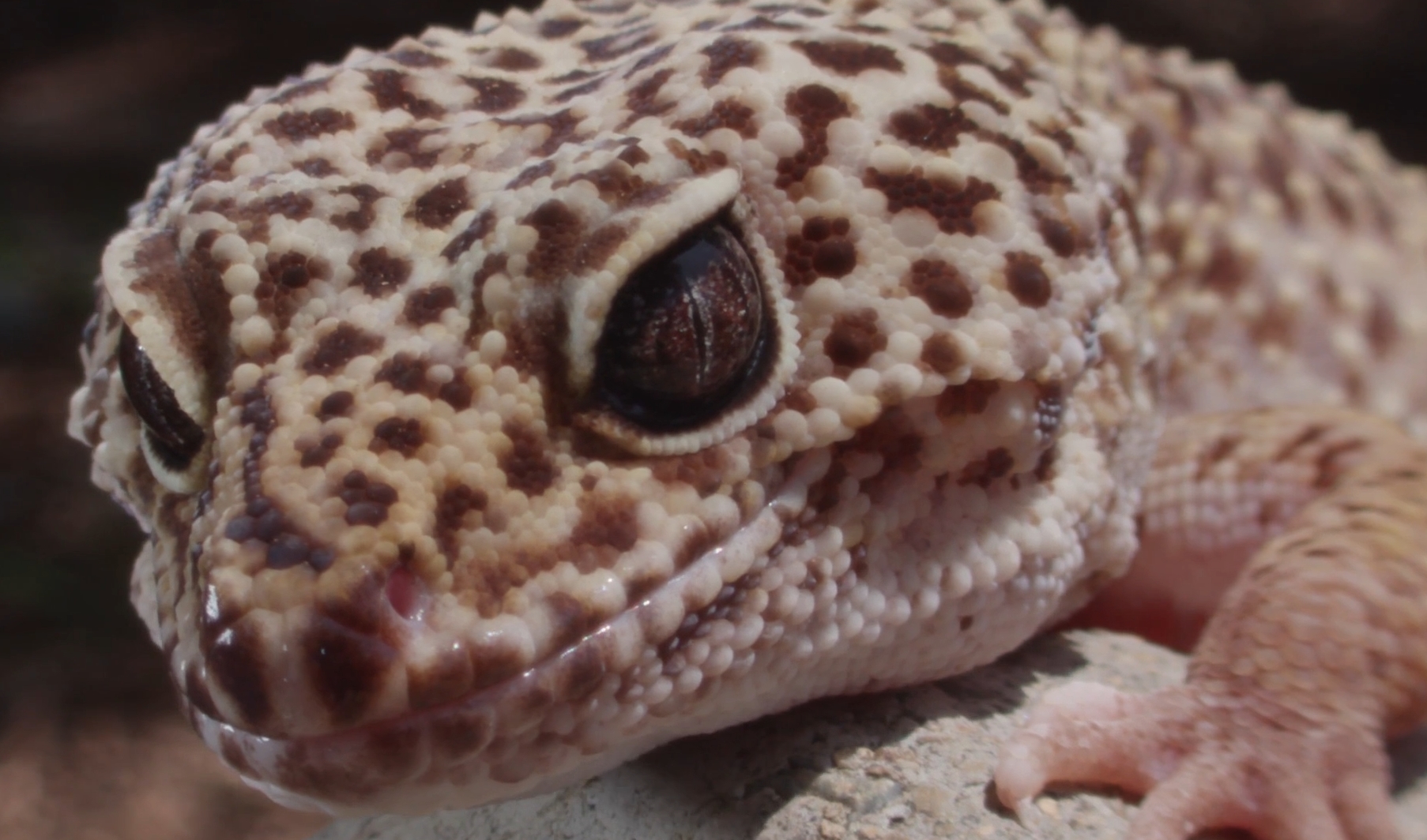 Macro Pro Photography