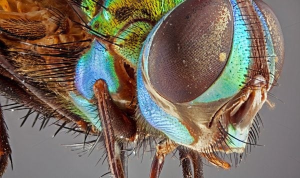 nature-photography-lenses