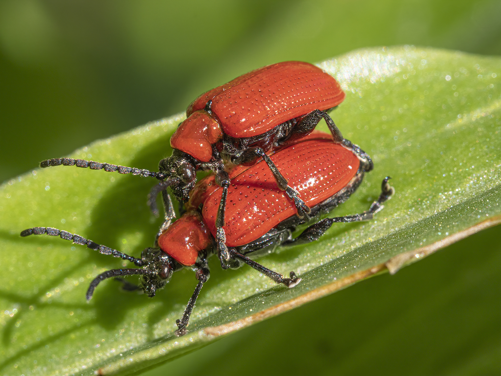 TS-160 Lens Photography