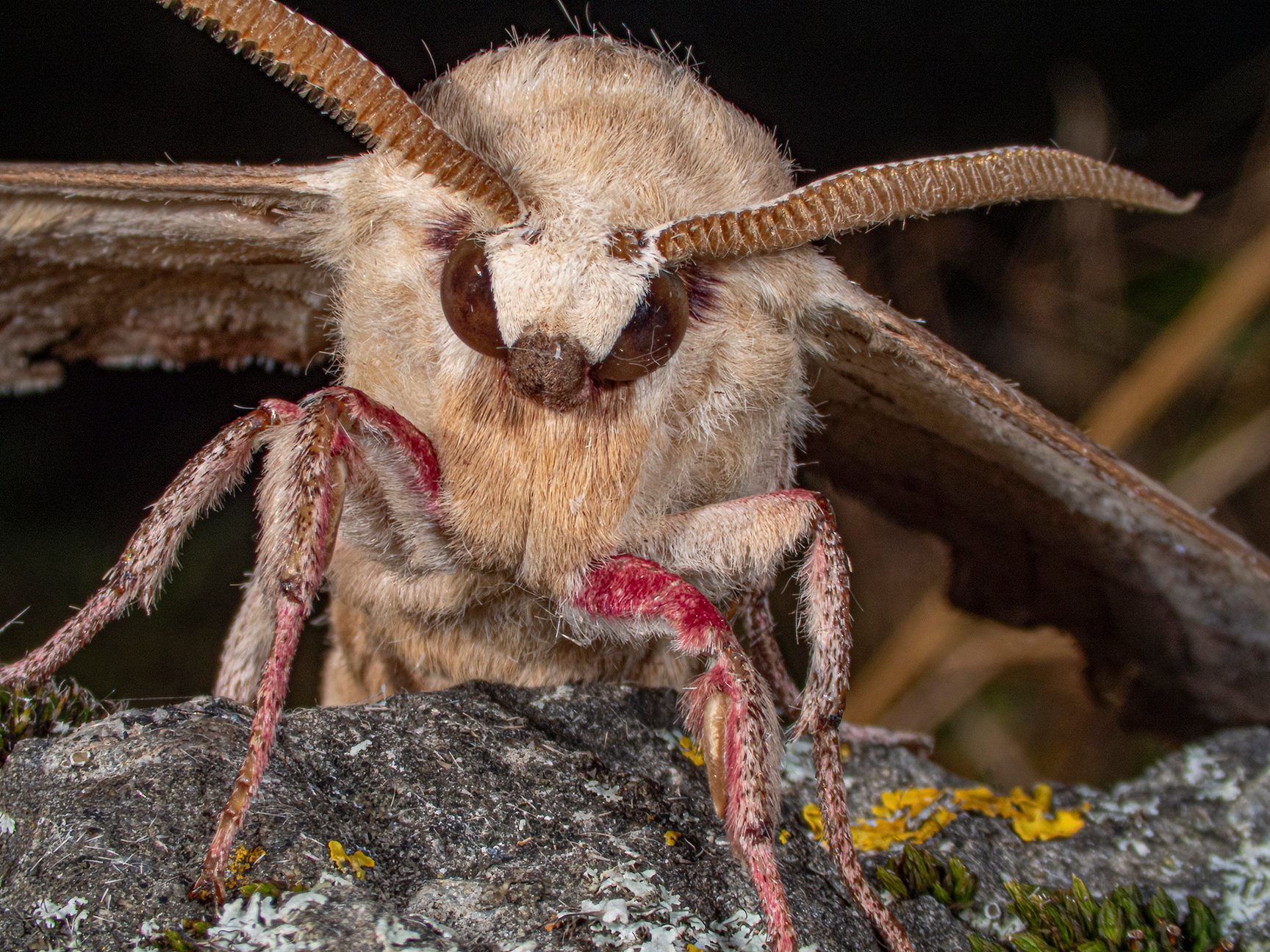 SFX-2 Lens Photography