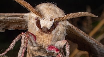 SFX-2 Lens Photography