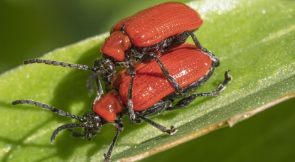 TS-160 Lens Photography